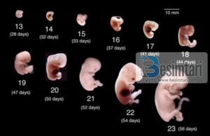 BISEDA E PANJOHUR ME NENEN