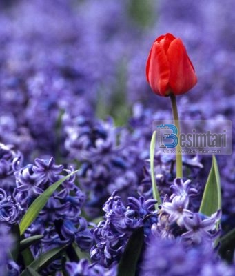 “TRIDHJETE KESHILLA SI TA BESH GRUAN TENDE TE LUMTUR “