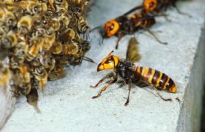 4 Dallimet kryesore mes Bletëve dhe Grerëzave