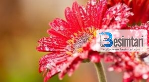 PAQJA QOFTË MBI KËTO ZEMRA