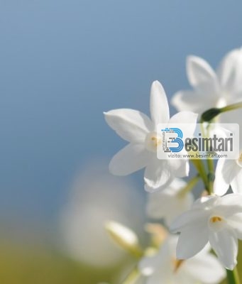 Sakrifica – Të kërkosh melhemin e dhimbjes që ndjen në brengën që të ka shtrënguar në shpirt!