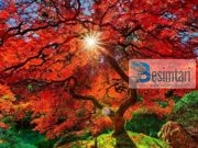 Dashuria për fenë e Allahut dhe respektimi i saj