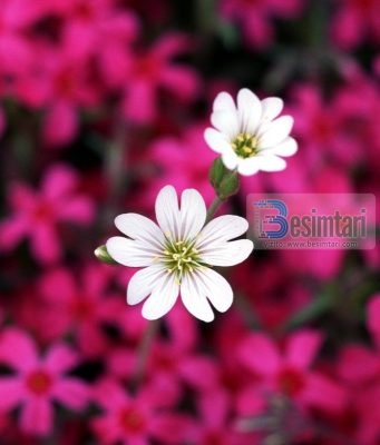 3 bazat e jetes bashkshortore