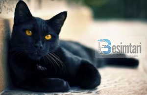 Nga macja e zezë tek pasqyra e thyer: 10 besëtytnitë që shqiptarët i besojnë ende