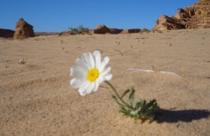 DEL NGA “VARRI” PAS GJASHTË VITESH