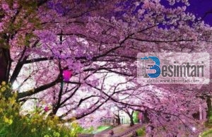 DISA LUTJE TE PEJGAMBEREVE