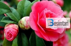 Ka ardhur koha vella te kuptosh se….