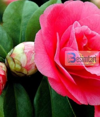 Ka ardhur koha vella te kuptosh se….