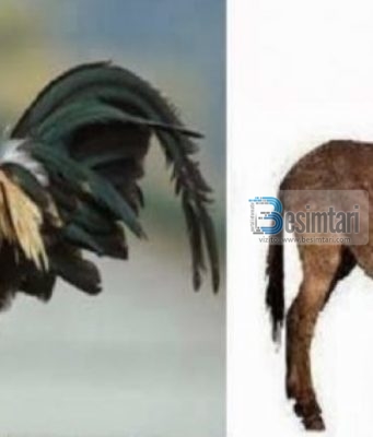 Kur gjeli kukuris, lavderoni Zotin se ai i sheh meleket, ndersa kur palle gomari, kerkoni mbrojtje te Allahu nga shejtani, sepse ai sheh shejtanin