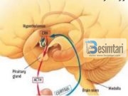 -Hulumtim Shkencor- Përse Allahu i Madhëruar e ndaloi shikimin në femrat e huaja?