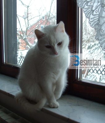 KUJDESI PËR MACEN U BË SHKAK SHËRIMI