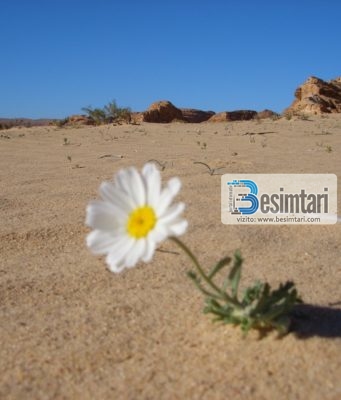 DEL NGA “VARRI” PAS GJASHTË VITESH