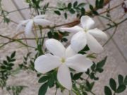 Mos u gëzo me plagët e të tjerëve