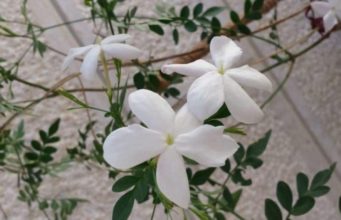 Mos u gëzo me plagët e të tjerëve