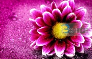 Thënie të imam Uthejmin (Allahu e mëshiroftë) për jetën bashkëshortore