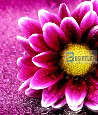 Thënie të imam Uthejmin (Allahu e mëshiroftë) për jetën bashkëshortore