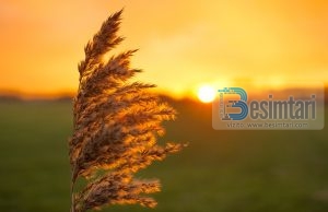 Davudi (alejhi selam) dhe gruaja në hall…!! Interesante