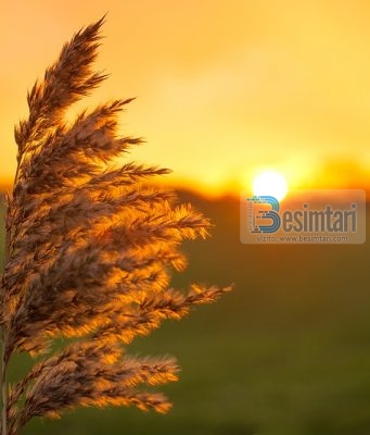 Davudi (alejhi selam) dhe gruaja në hall…!! Interesante