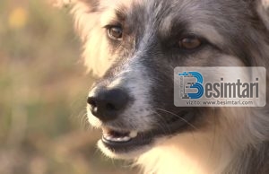 A është haram tregtia me qen, t’i blesh e t’i shesësh?