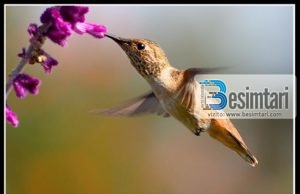 Çka thonë shpezët ditën e Xhuma?