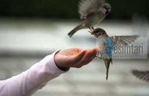 Nese me ke liruar per Allah me liro perseri…