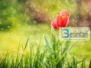 PROFESORESHË, PSE NUK JE MARTUAR?