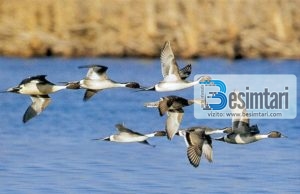 VIZITO TE DASHURIT E TU