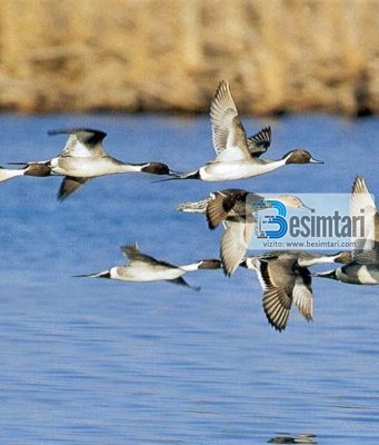 VIZITO TE DASHURIT E TU