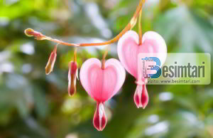 Shenjat që Zoti është i kënaqur me ty në të dy botët!