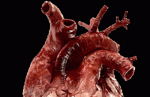 Zemra jonë organ i jashtzakonshëm!