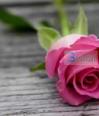 BËHU SHITËS I LUMTURISË