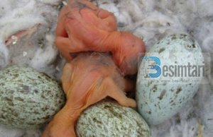 Zoti im më furnizo ashtu siç e furnizon zogun e korbit