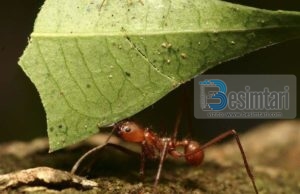 Komunikimi i milingonave i përmendur në Kuran