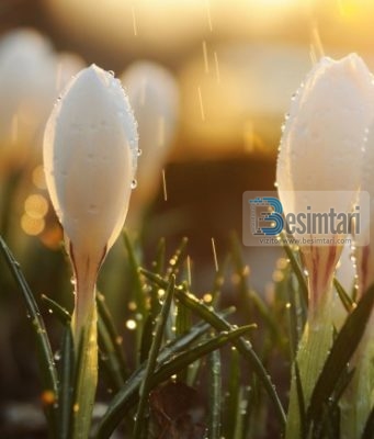 Disa njerëz na vijn në jetë si begati