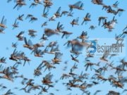 Lëvizja e karkalecave në tufa