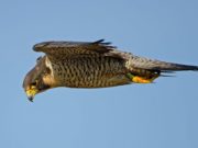 Pesë shpendët më shpejtë në botë, shpejtësi deri në 322 km/h