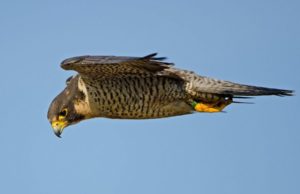 Pesë shpendët më shpejtë në botë, shpejtësi deri në 322 km/h