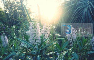 TRIDHJETË SHKAQET PËR TË HYRË NË XHANNET