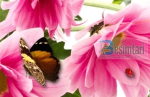 Ruajtja e sekreteve bashkëshortore