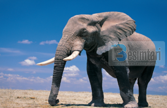 Imam Maliku dhe elefanti