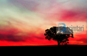 Cilësitë e muslimanit