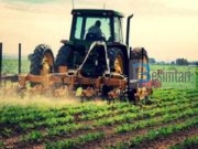 FEJESA E VAJZËS SË BUJKUT