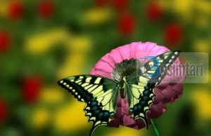 GJËJA MË E BUKUR NË JETË?!