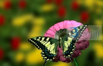 GJËJA MË E BUKUR NË JETË?!