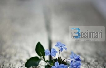 URTËSIA E PROFESORIT: SI TA JETOSH JETËN TËNDE?