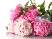 O baba, pse nëna qan pa arsye