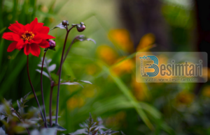 SHPËRBLIMI PËR ATË QË E DON PËR HIR TË ALLAHUT