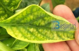 Vuani Nga Mungesa e Magnezit? Zbulojeni Këtu