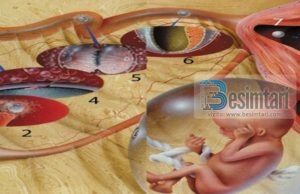 Njeriu nga Balta – Mrekulli Kuranore