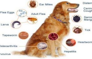 PSE I DËRGUARI I ALLAHUT SALALLAHU ALEJHI UE SELAM NDALOI MBAJTJEN E QENVE NË SHTËPI?